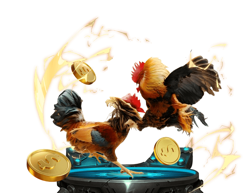 Hình ảnh tổng hợp các loại hình đá gà phổ biến như Thomo, Campuchia, cựa sắt, cựa dao tại 8day8.