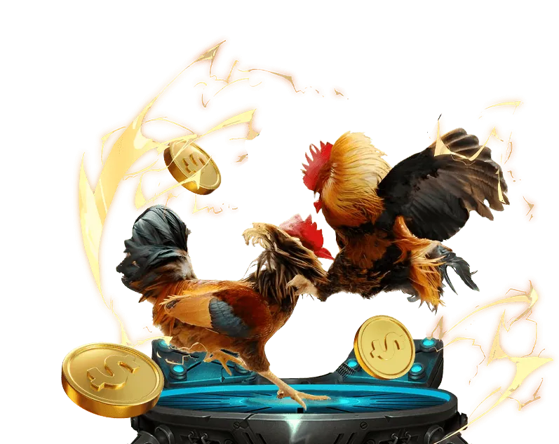 Hình ảnh tổng hợp các loại hình đá gà phổ biến như Thomo, Campuchia, cựa sắt, cựa dao tại 8day8.